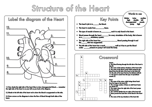 Worksheets Biology Worksheets Pdf biology worksheets pdf sharebrowse the heart worksheet also tell