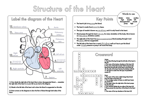 Worksheets Biology Worksheets Pdf the heart worksheet pdf also tell biology gcse revision circulation pack by beckystoke