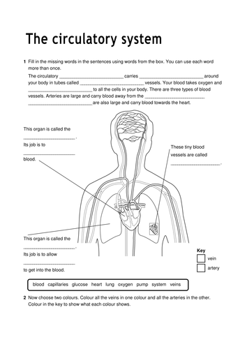 Worksheets Circulatory System Diagram Worksheet circulation powerpoint and worksheet by sharley23 teaching resources tes