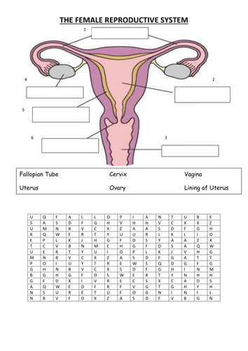 Worksheets Female Reproductive System Worksheet female reproductive system by vinnie254 teaching resources tes