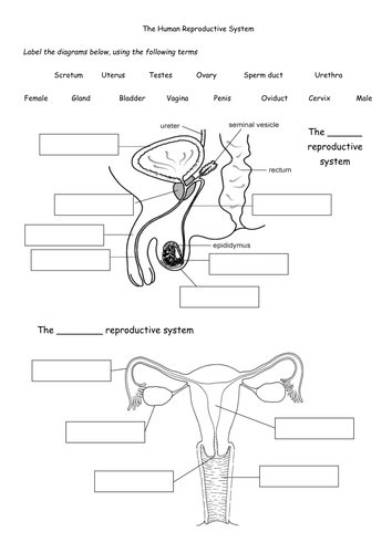 Worksheets Female Reproductive System Worksheet the human reproductive system by astronyxis teaching resources tes