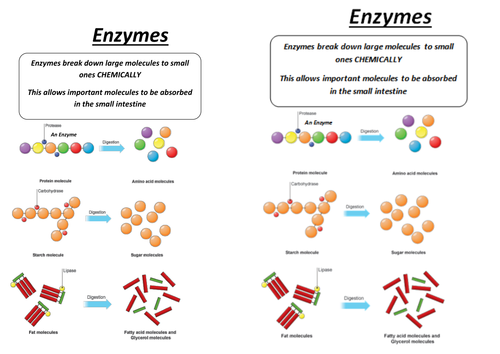 Worksheets Enzyme Activity Worksheet digestive system lesson with worksheet by rcmcauley teaching resources tes