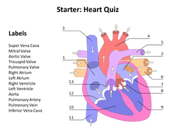 Circulatory System | Teaching Resources