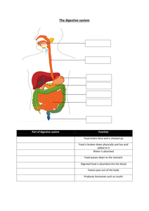 KS3 Where does my food go (The Digestive System) by CatBuckle - UK