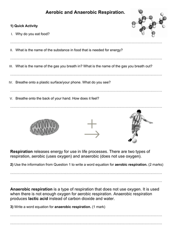 Aerobic essay question respiration image