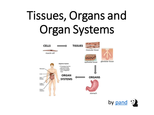 cells-tissues-organs-and-organ-systems-presentation-by-pand