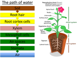 Igcse Gcse Standard Grade Transpiration Translocation Powerpoint 