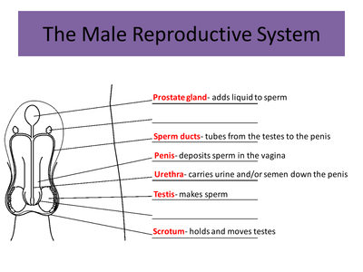 IGCSE/GCSE/Standard Grade Human Reproduction PowerPoint - Resources - TES