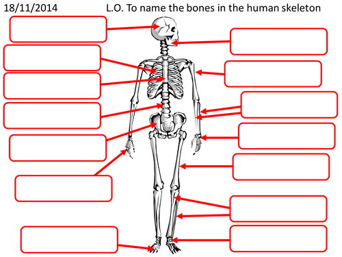 Human Skeleton | Teaching Resources
