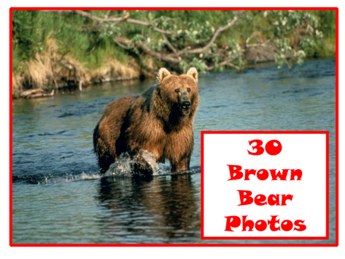 30 Brown Bear Photos PowerPoint Presentation