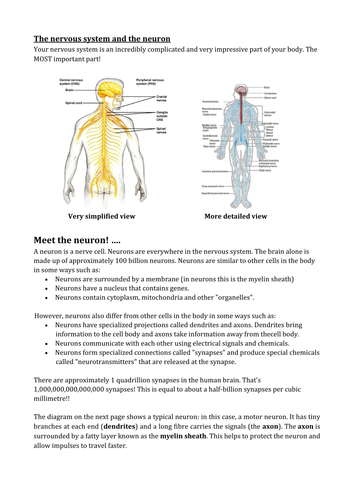 Neuron information sheet | Teaching Resources