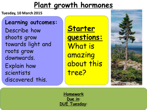 Plant hormones six mark question | Teaching Resources