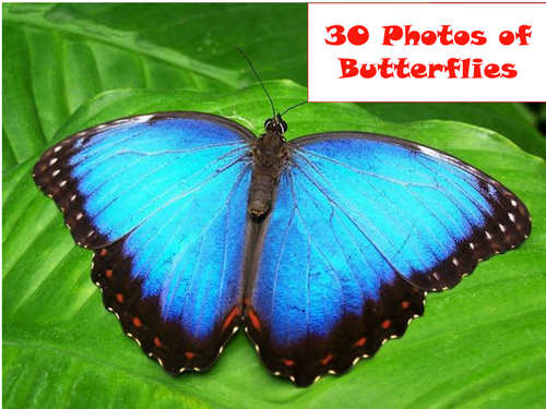 30 Photos of Butterflies