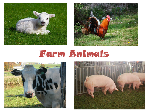 30 Photos of Farm Animals