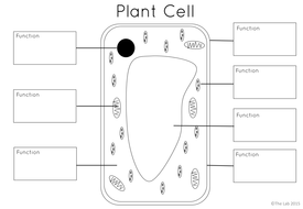 Plant Cell Interactive Notebook | Teaching Resources