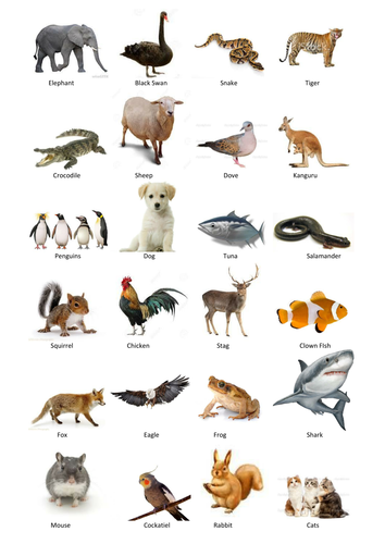 PowerPoint Chart with Vertebrate Theme | Teaching Resources