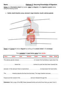 Year 8 Introduction to Digestion (Full Lesson) - Resources - TES