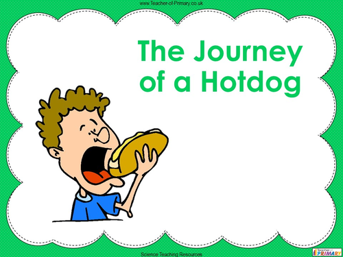 The human digestive system worksheet answer key pdf picture