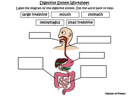 The Digestive System - PowerPoint Presentation and worksheets by ...