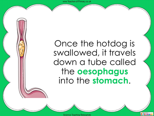 The Digestive System - Year 4 | Teaching Resources