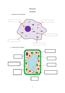 GCSE Cell Biology by joetgm - UK Teaching Resources - TES