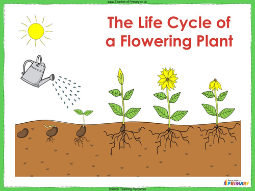 The Life Cycle of a Flowering Plant - Year 3 | Teaching Resources