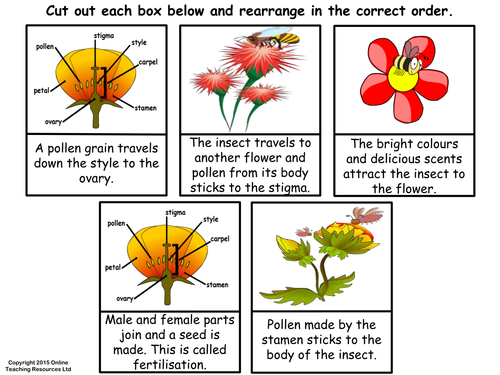 Pollination PowerPoint and worksheet by Teacherof