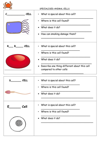 specialized cells year 7 teaching resources