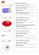 Specialized cells year 7 | Teaching Resources