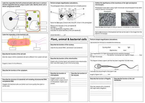 edexcel GCSE biology B2 revision sheets by alphagekko ...