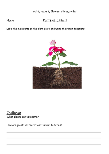 Label Parts of a Plant Diagram and vocabulary matching | Teaching Resources