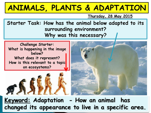 Animal Adaptation and Ecosystems | Teaching Resources