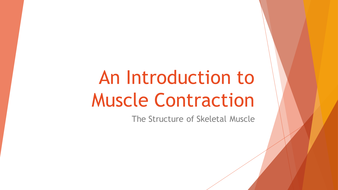 AQA Alevel Biology Muscle Contraction | Teaching Resources
