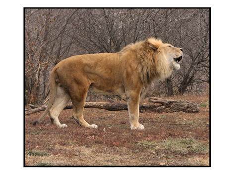 Dear Zoo Planning and Resource Pack by EverydayPlay - UK Teaching