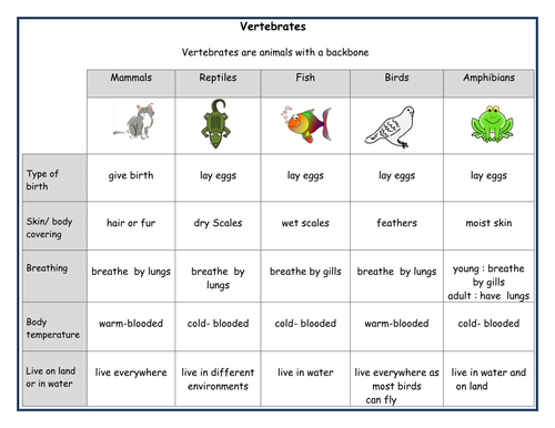 Main features of vertebrate groups by mnsh2012 - UK Teaching Resources