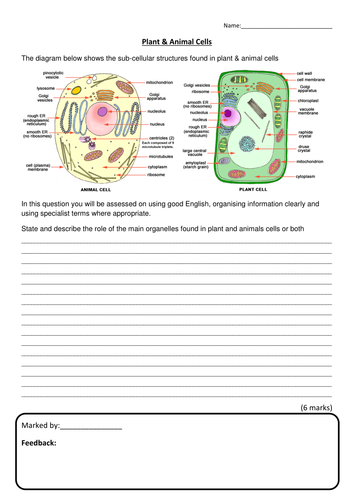 New AQA 2016 GCSE Science Spec Plant & Animal Cells Lesson ...