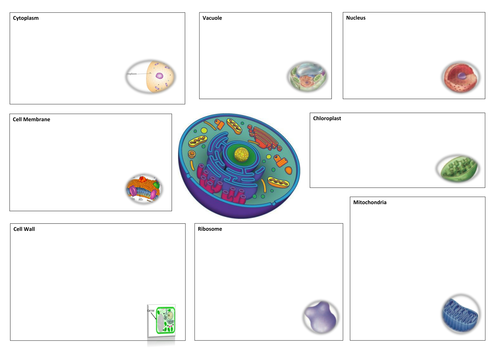 New AQA 2016 GCSE Science Spec Plant & Animal Cells Lesson ...