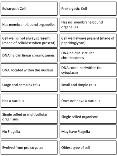 Prokaryotes and eukaryotes | Teaching Resources