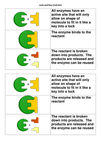 New AQA 2016 GCSE Science Spec Enzymes in Digestion Lesson | Teaching ...