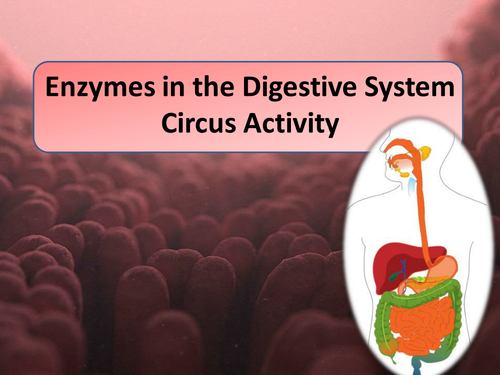 New AQA 2016 GCSE Science Spec Enzymes in Digestion Lesson | Teaching ...