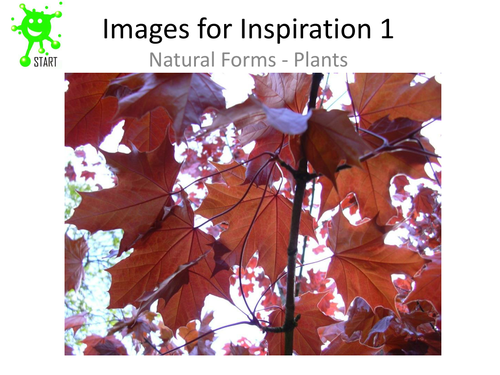 Visual Art Resource - Natural Forms Slideshow.