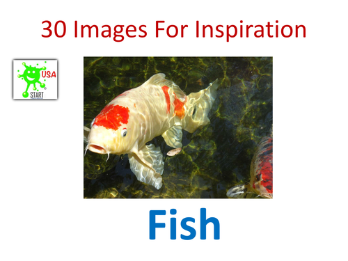 Visual Art Resource - 30 Images For Inspiration - Fish