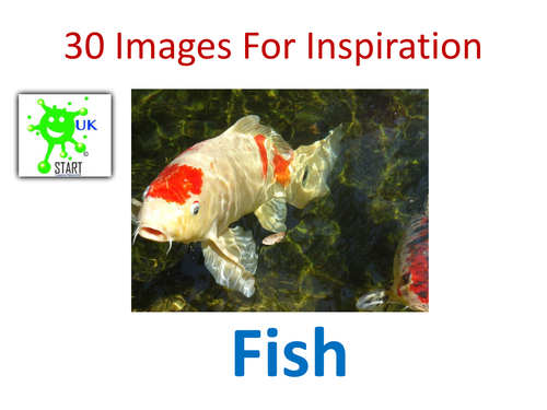 Visual Art Resource - 30 Images of Fish