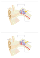 the ear teaching resources