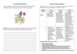 Enzymes in Digestion Lesson by chalky1234567 - Teaching Resources - Tes