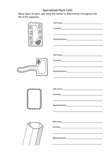 Differentiation and Specialised Animal and Plant Cells by ...