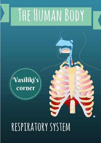 Human Respiratory System