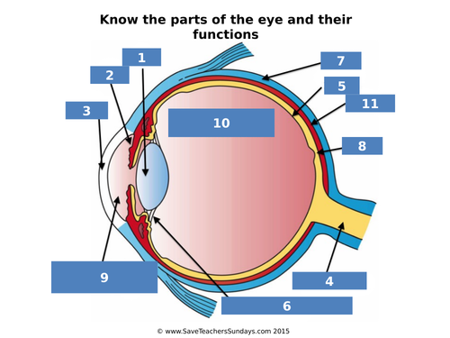 Parts of the Eye Lesson Plan, Worksheet and Quiz | Teaching Resources