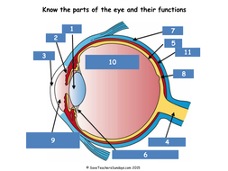 Parts of the Eye Lesson plan, Worksheet and Quiz | Teaching Resources