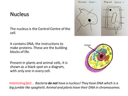 Cell Organelle Research Worksheet - Escolagersonalvesgui